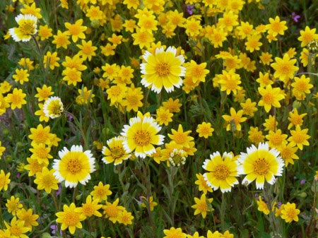Shanti-Ahrama-flowers
