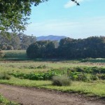 The bog road, Vedanta Retreat, Olema, California