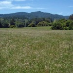 Mt. Wittenberg in the distance, Vedanta Retreat, Olema, California