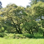 Bay trees, Vedanta Retreat, Olema, California