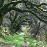 Forest path, Vedanta Retreat, Olema, California