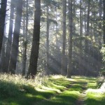 Temple site, Vedanta Retreat, Olema, California